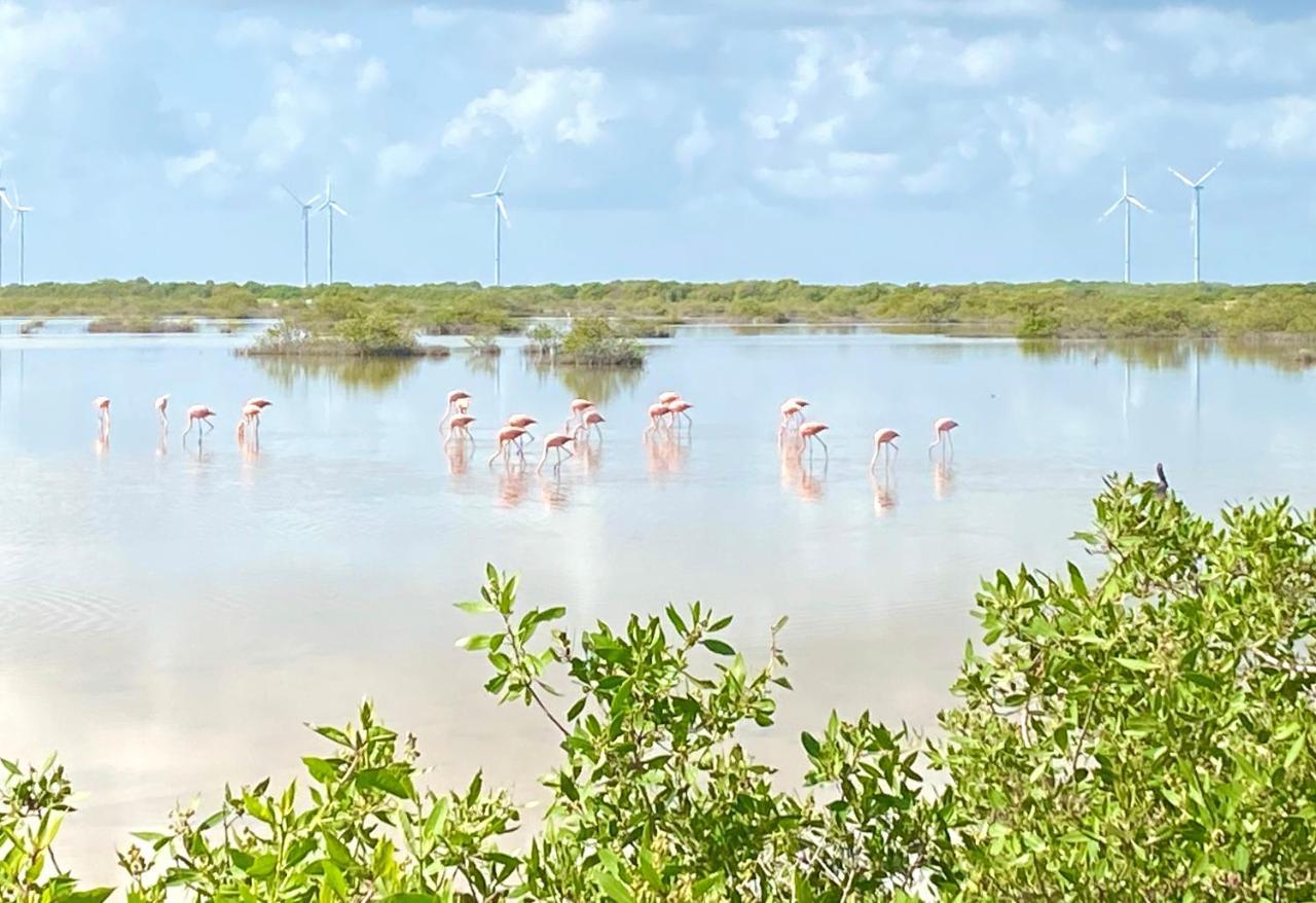 La Casa Del Mangle Villa Chicxulub Ngoại thất bức ảnh